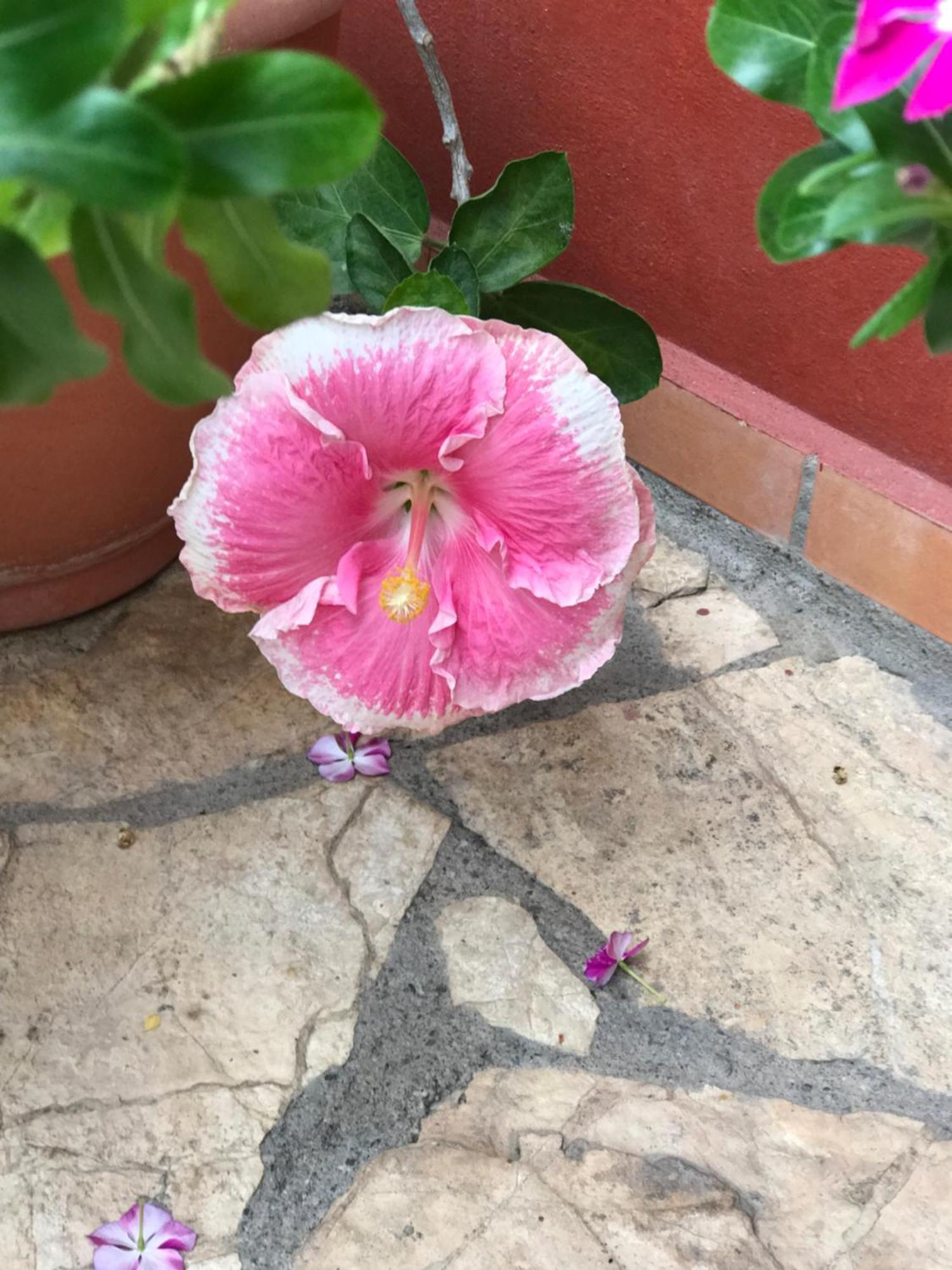 Hotel Buena Vista Copán Dış mekan fotoğraf