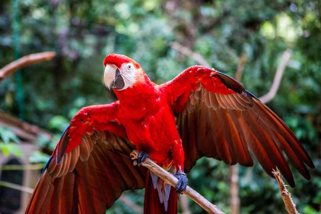 Hotel Buena Vista Copán Dış mekan fotoğraf